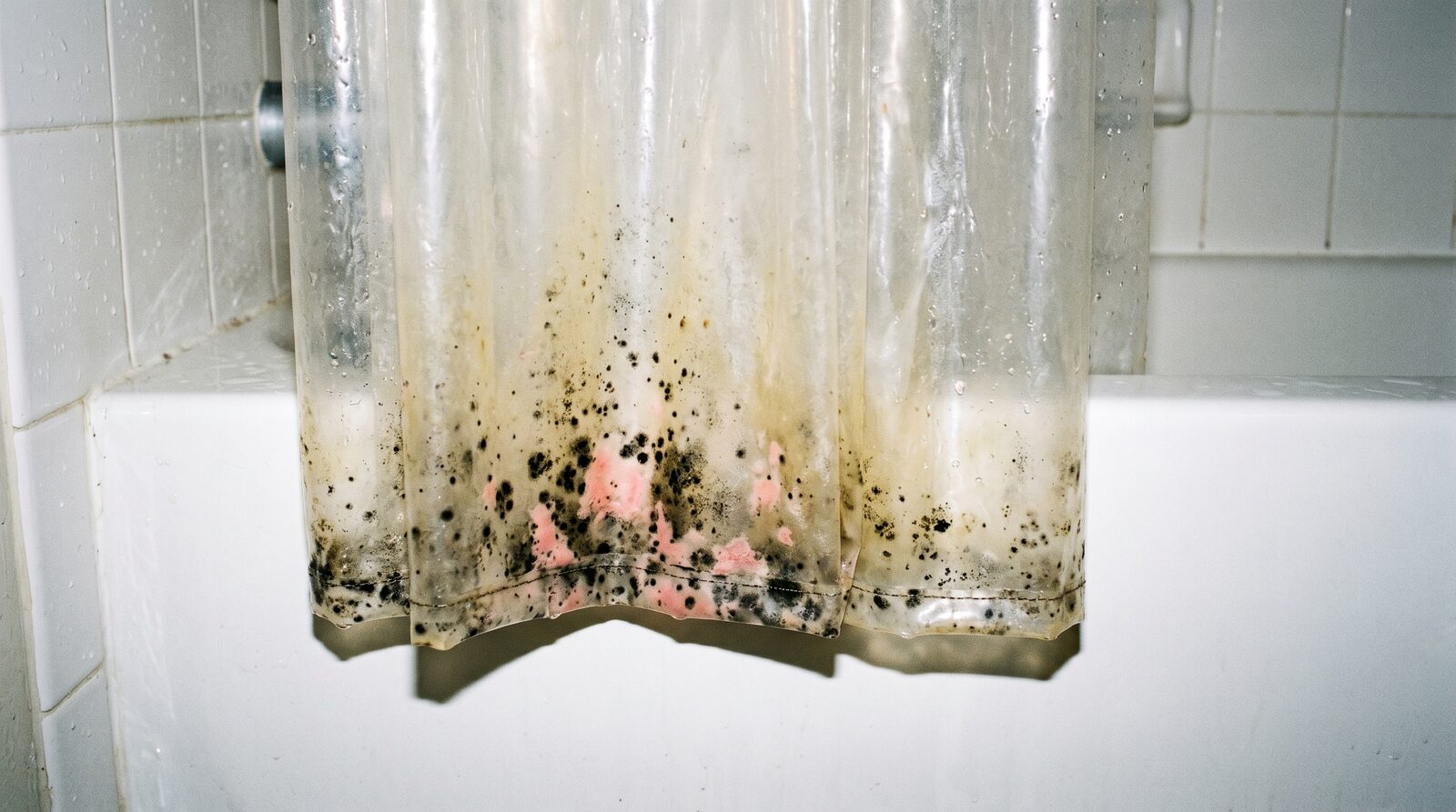 Surface mildew vs active mold colony comparison