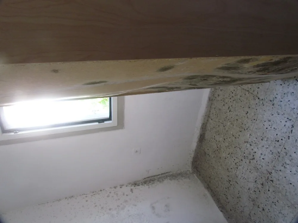 Black mold on a bookshelf shelf edge