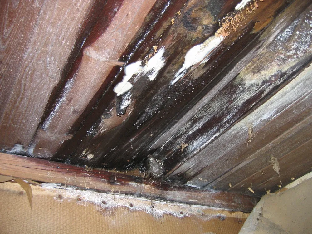 Black mold on a ceiling after water damage