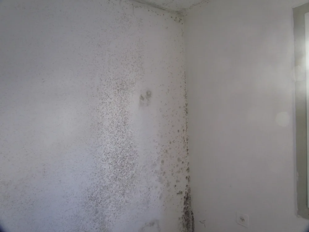 Black mold speckling a painted interior wall