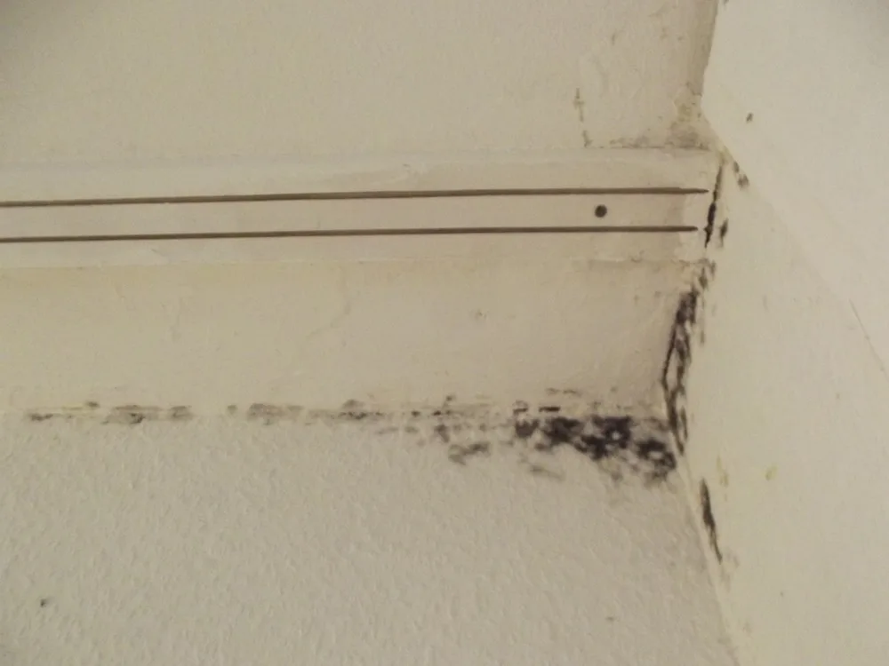 Black mold at a wall and ceiling junction in a building