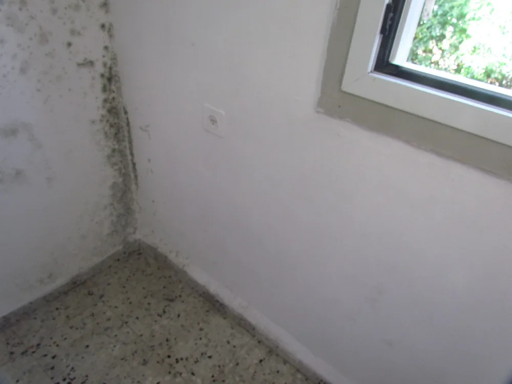 Black mold spreading across an interior wall corner