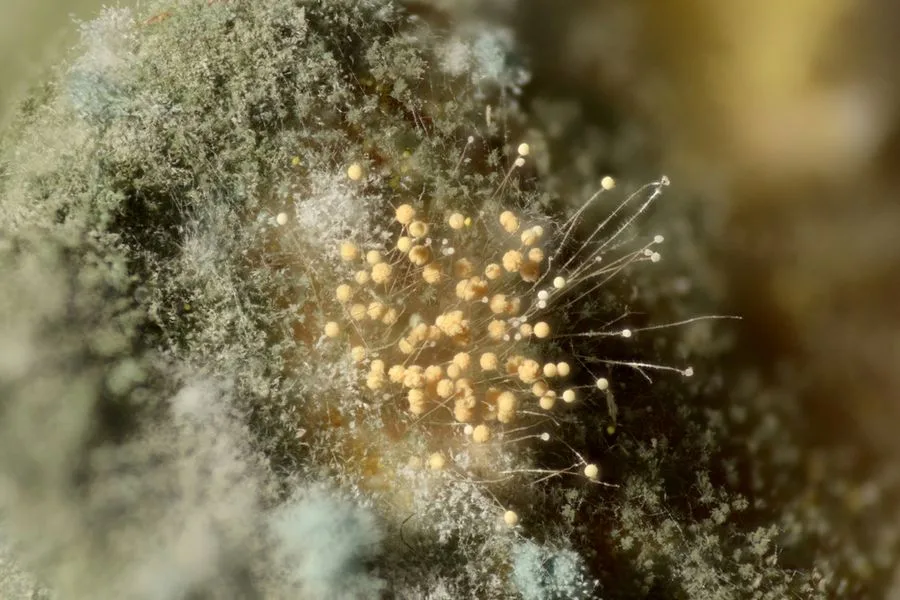 Fuzzy green mold spores in close up