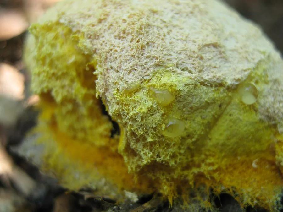 Bright yellow-green slime mold