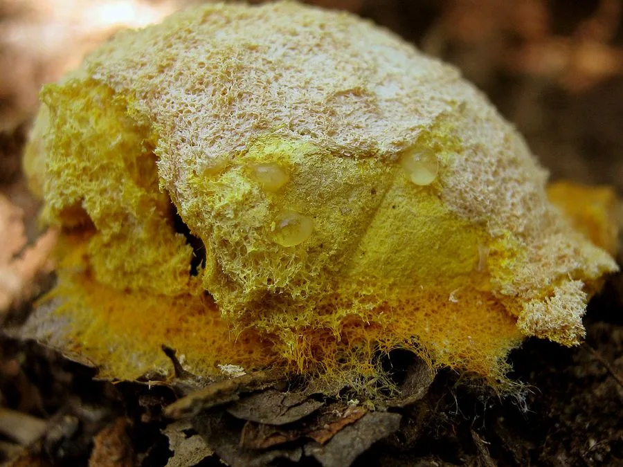 Yellow-green slime mold close up
