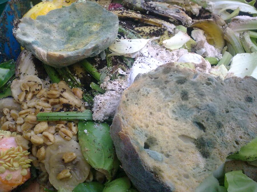 Green mold spreading over a damp surface
