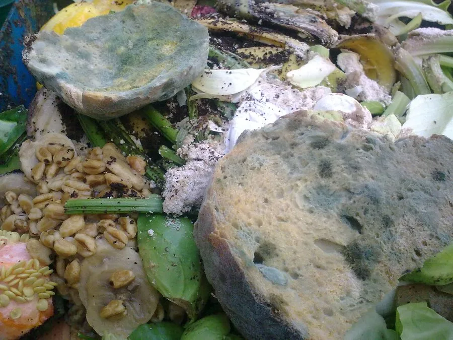 Green mold spreading over a damp surface