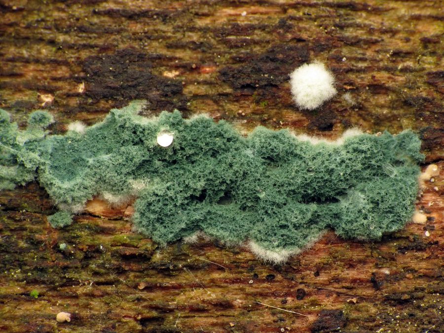 Green mold on damp wood