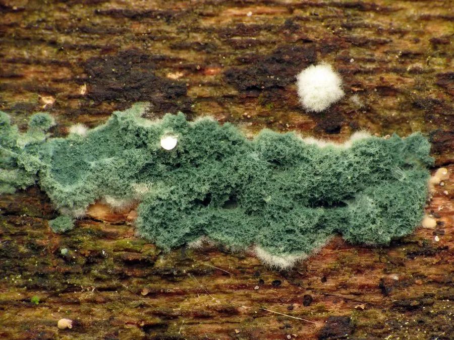 Green mold on damp wood