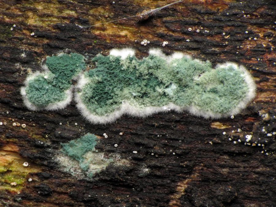 Green mold growing on a wood log