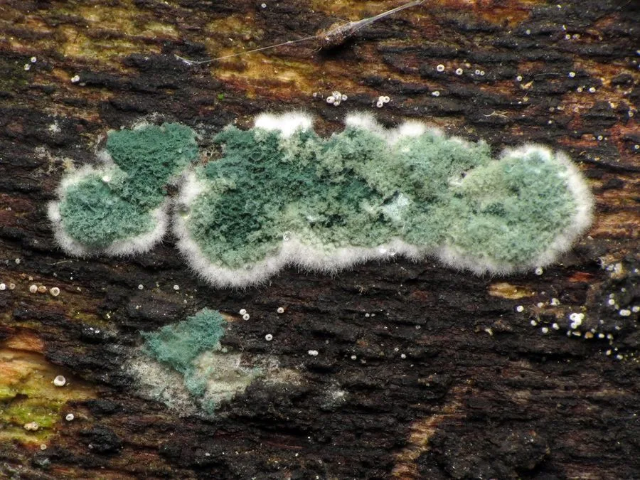 Green mold growing on a wood log