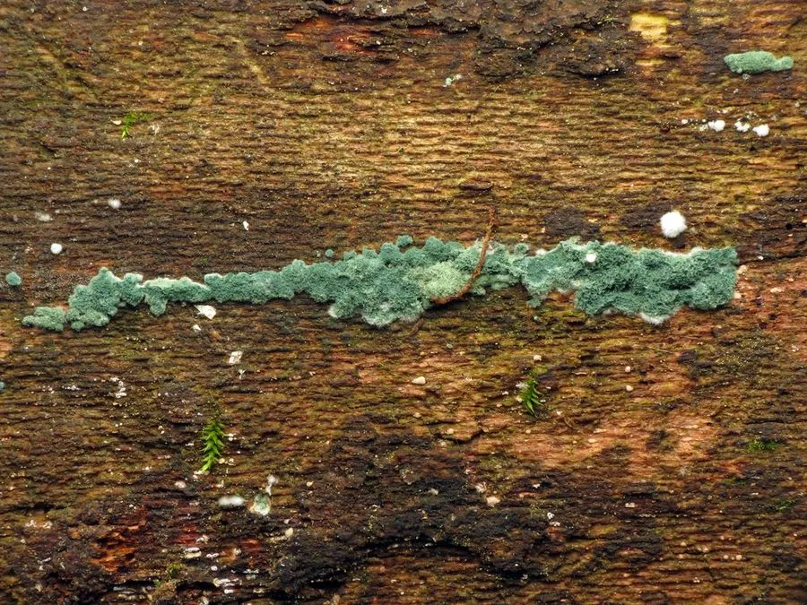 Green mold on weathered wood