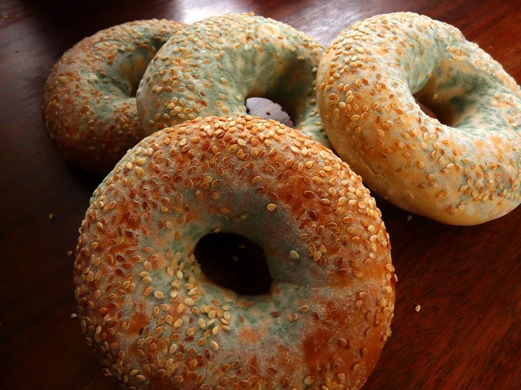 Fuzzy blue-green Penicillium mold growing on baked bread