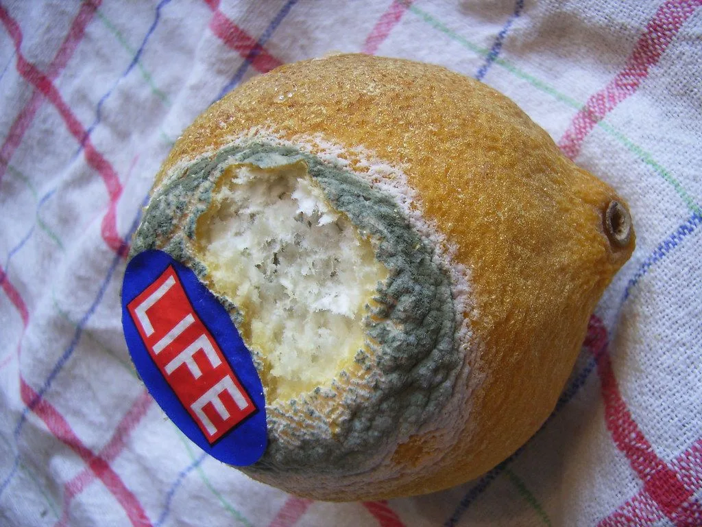 Blue-green Penicillium mold growing on a lemon