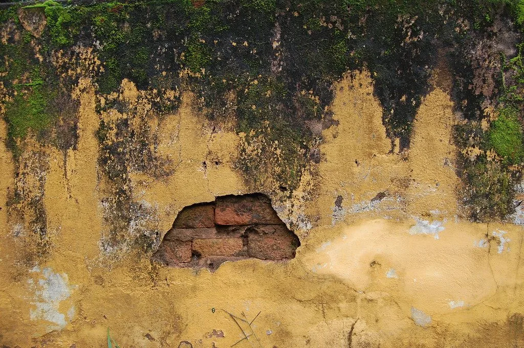 Green and black mold spreading down a damp interior wall where moisture collects