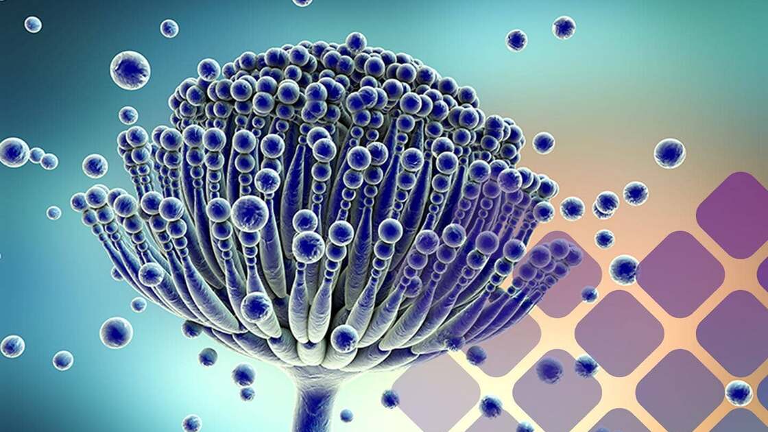 Mosaic Diagnostics MycoTOX Profile, official mold mycotoxin imagery