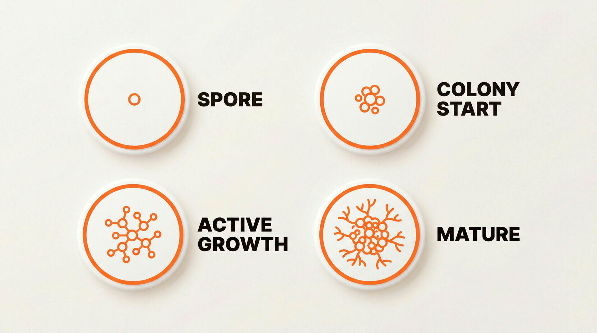 Mold growth stages: spore, colony start, active growth, mature
