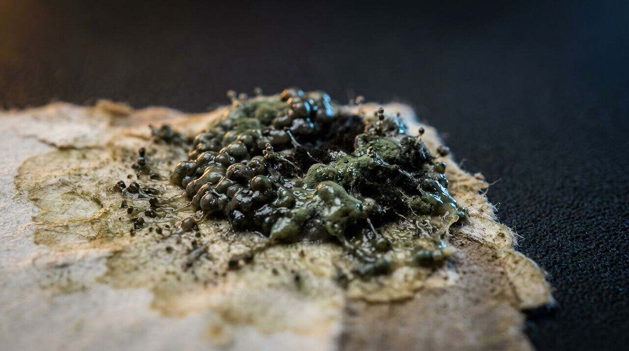 Dark greenish-black Stachybotrys mold on a water-damaged wall