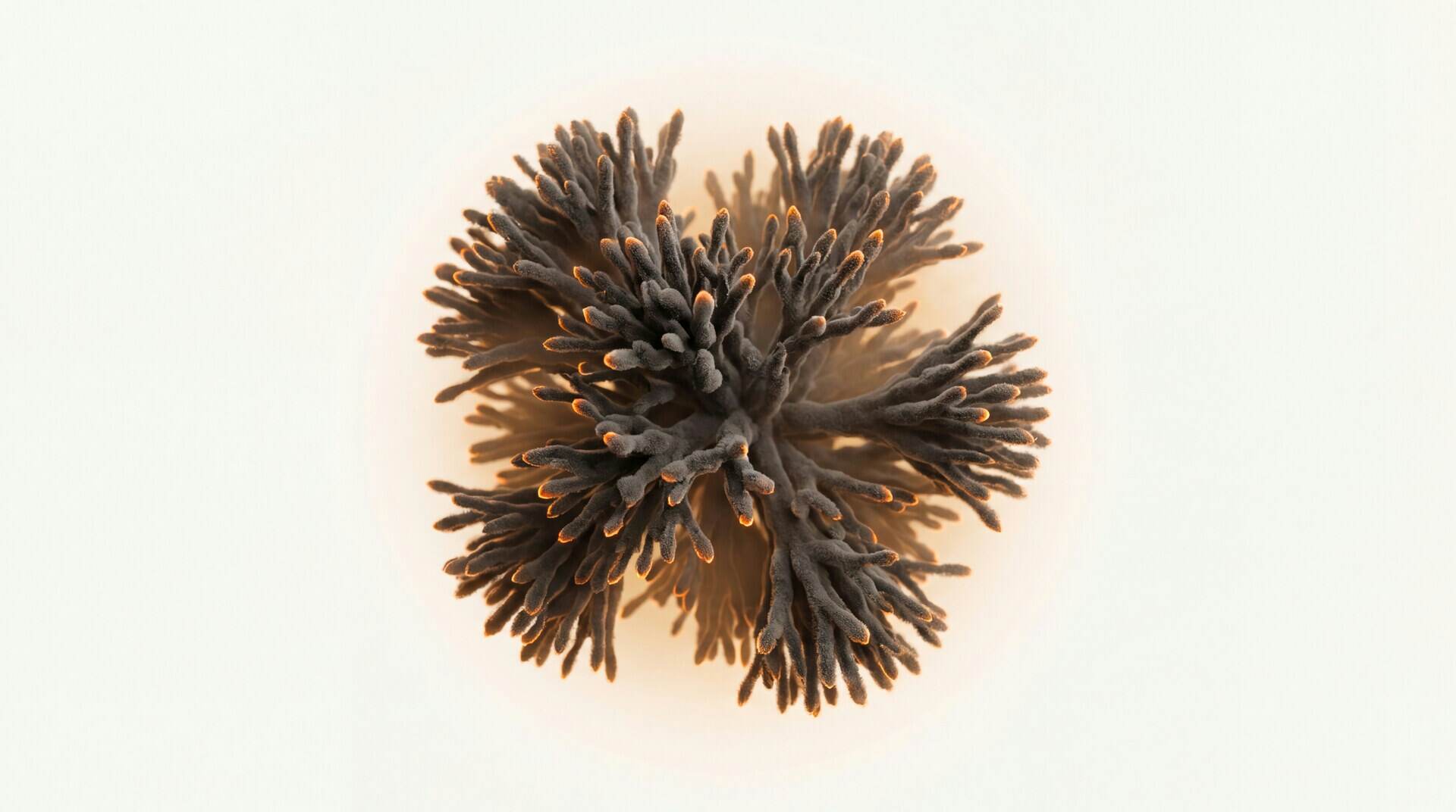 What Does Mold Look Like? Visual Guide to Colors, Textures + Lookalikes